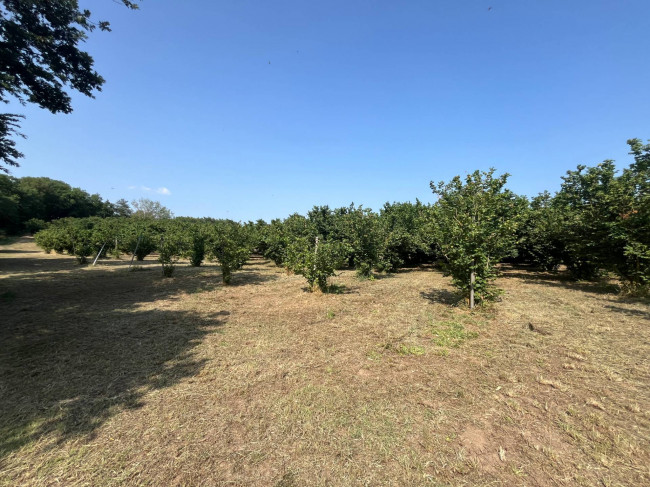 Terreno Agricolo in vendita a Bassano in Teverina