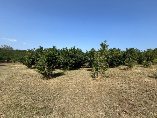 Terreno Agricolo in vendita a Bassano in Teverina