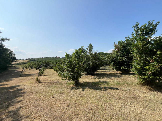 Terreno Agricolo in vendita a Bassano in Teverina