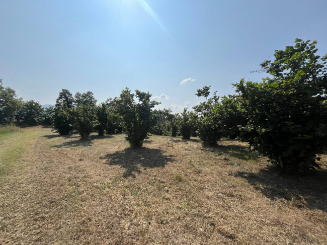 Terreno Agricolo in vendita a Bassano in Teverina