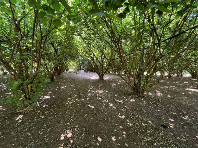 Terreno Agricolo in vendita a Bassano in Teverina