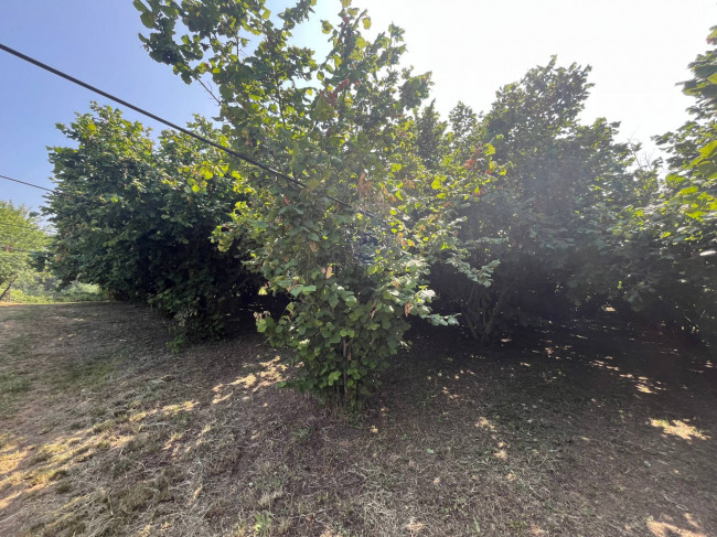 Terreno Agricolo in vendita a Bassano in Teverina
