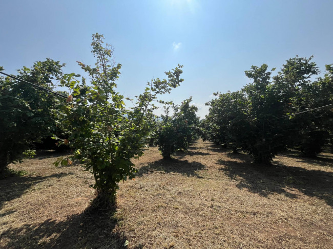 Terreno Agricolo in vendita a Bassano in Teverina