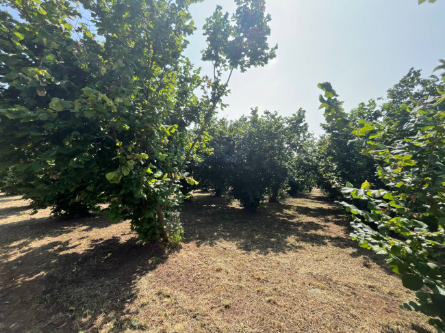 Terreno Agricolo in vendita a Bassano in Teverina