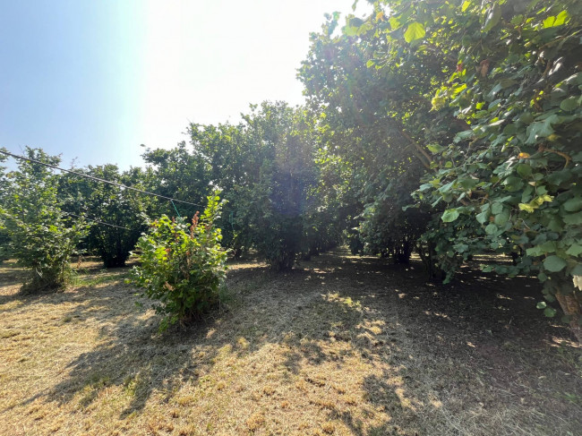Terreno Agricolo in vendita a Bassano in Teverina