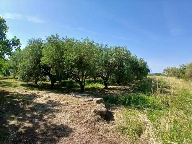 Terreno Agricolo in vendita a Vitorchiano