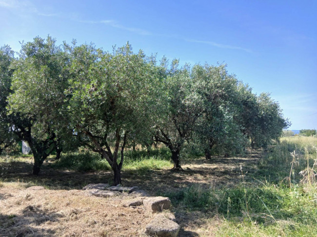 Terreno Agricolo in vendita a Vitorchiano
