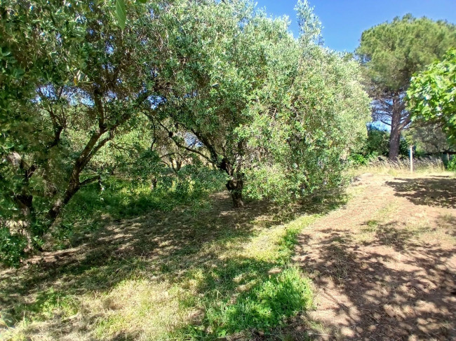 Terreno Agricolo in vendita a Vitorchiano