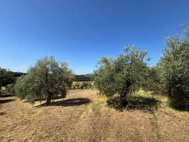 Casale in vendita a Montecastrilli