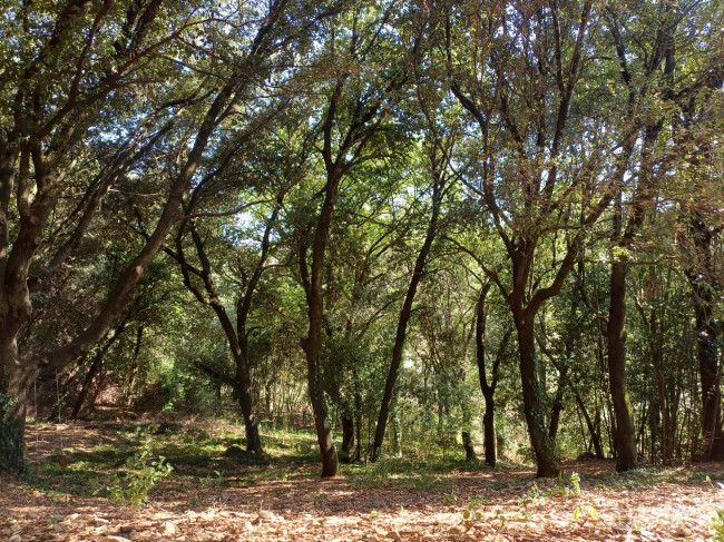 Villetta Bifamiliare in vendita a Amelia