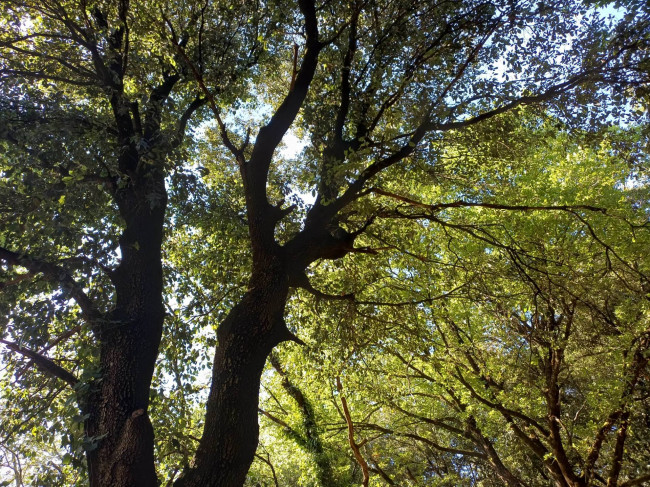 Villetta Bifamiliare in vendita a Amelia