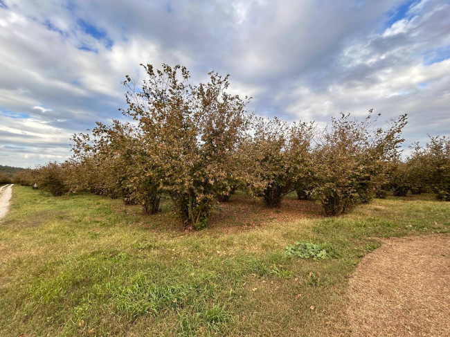Terreno Agricolo in vendita a Vasanello