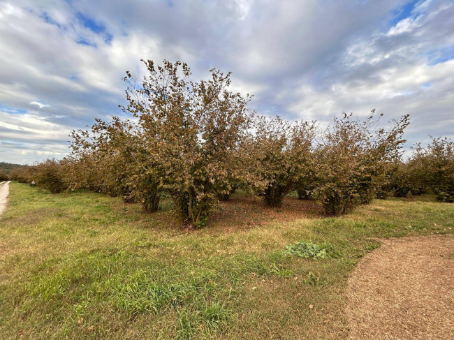Terreno Agricolo in vendita a Vasanello
