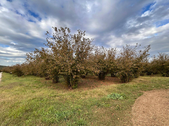 Terreno Agricolo in vendita a Vasanello