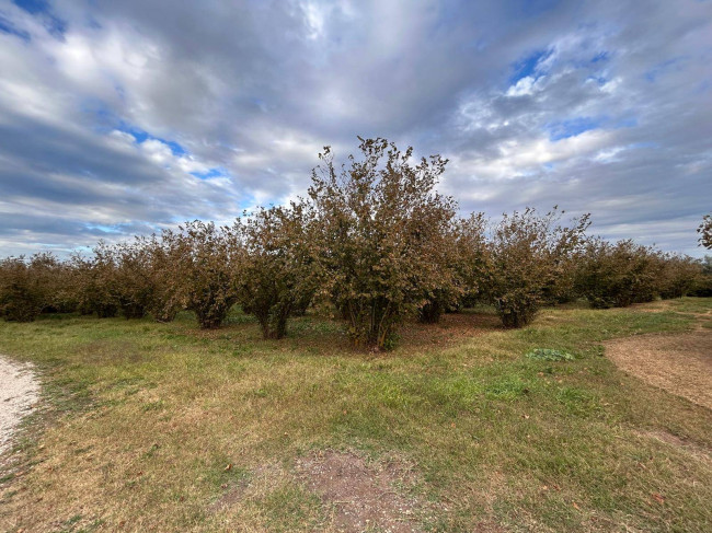 Terreno Agricolo in vendita a Vasanello