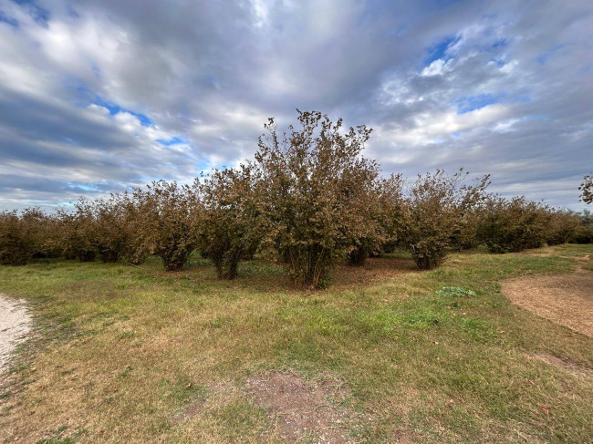 Terreno Agricolo in vendita a Vasanello