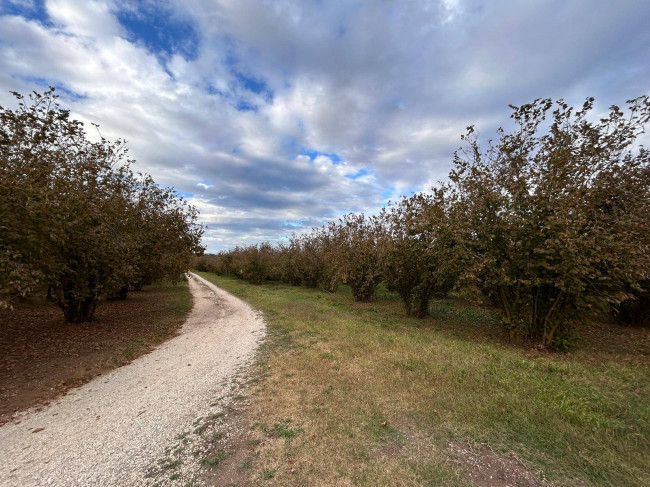 Terreno Agricolo in vendita a Vasanello