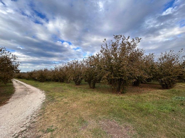 Terreno Agricolo in vendita a Vasanello