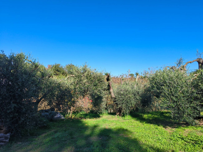 Terreno Agricolo in vendita a Vignanello