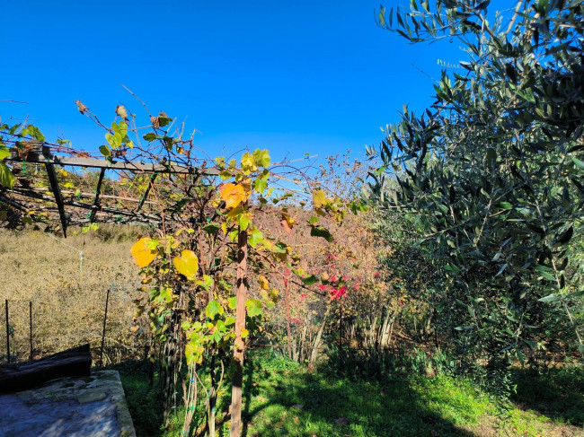 Terreno Agricolo in vendita a Vignanello