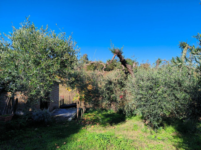 Terreno Agricolo in vendita a Vignanello