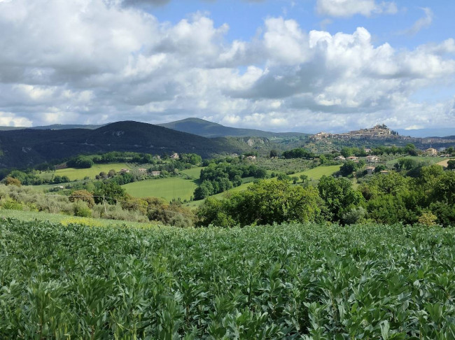 Terreno Agricolo in vendita a Amelia