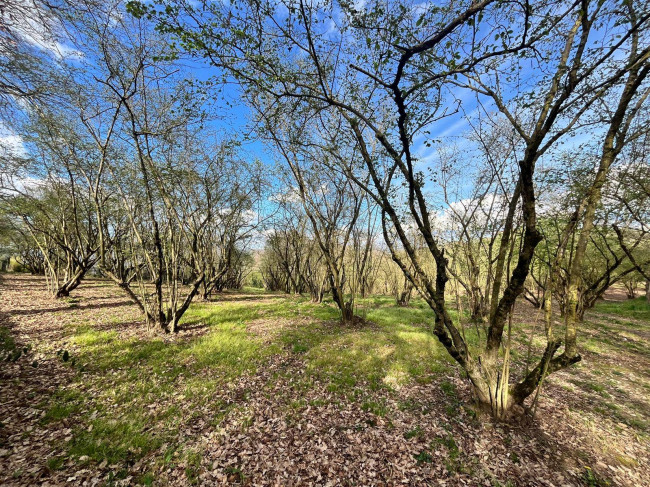 Agricultural Land for sale in Bassano in Teverina