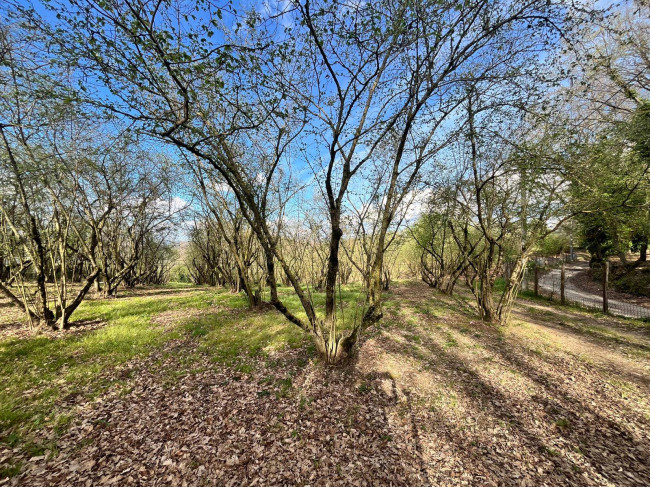 Agricultural Land for sale in Bassano in Teverina