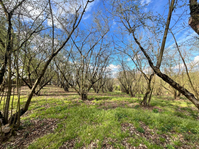 Agricultural Land for sale in Bassano in Teverina