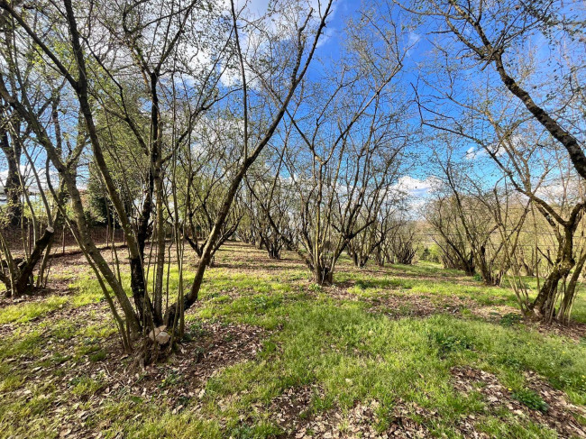 Agricultural Land for sale in Bassano in Teverina
