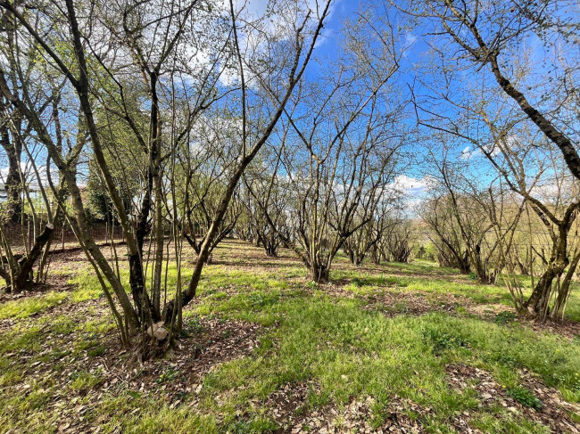 Agricultural Land for sale in Bassano in Teverina