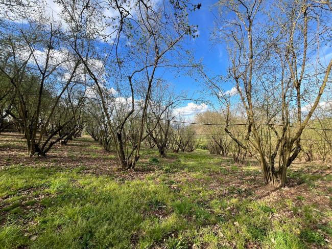 Agricultural Land for sale in Bassano in Teverina