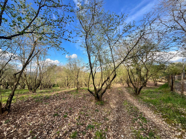 Agricultural Land for sale in Bassano in Teverina