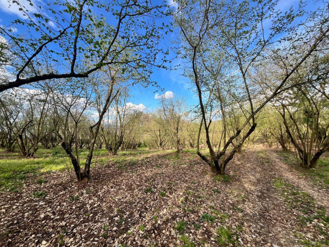 Agricultural Land for sale in Bassano in Teverina