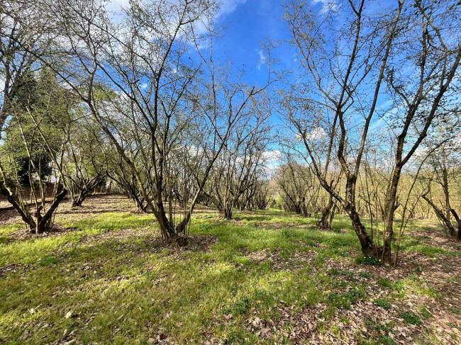 Agricultural Land for sale in Bassano in Teverina