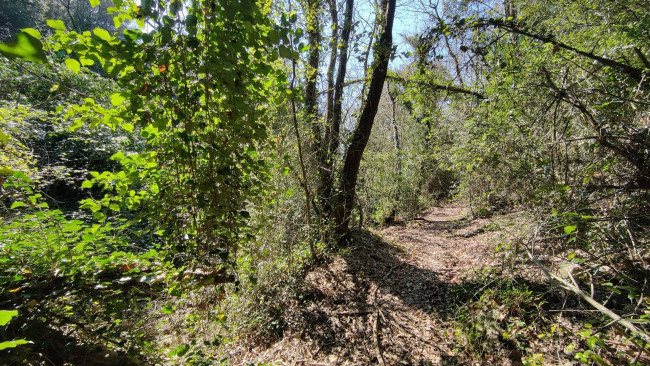 Terreno Agricolo in vendita a Amelia