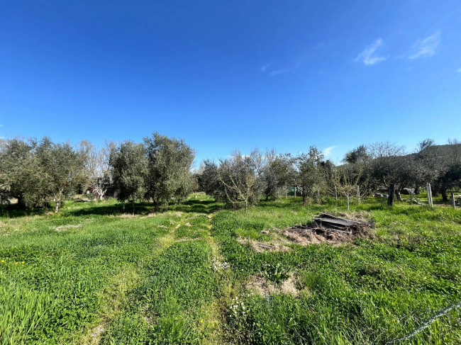 Agricultural Land for sale in Orte
