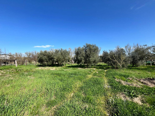 Agricultural Land for sale in Orte