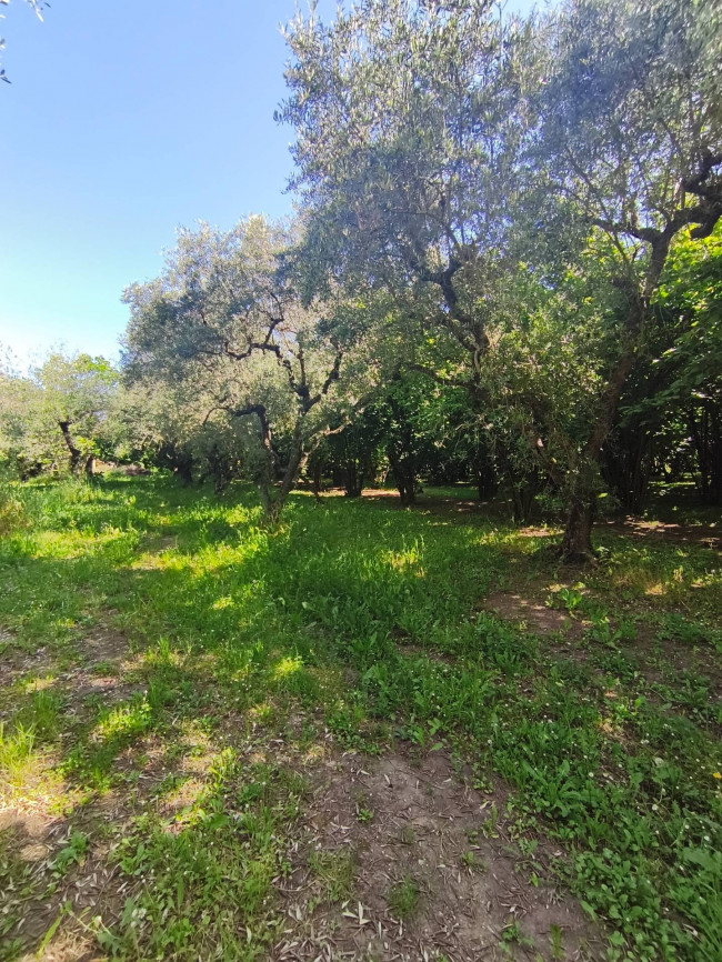 Agricultural Land for sale in Vignanello