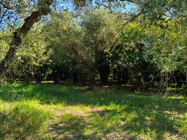 Agricultural Land for sale in Vignanello