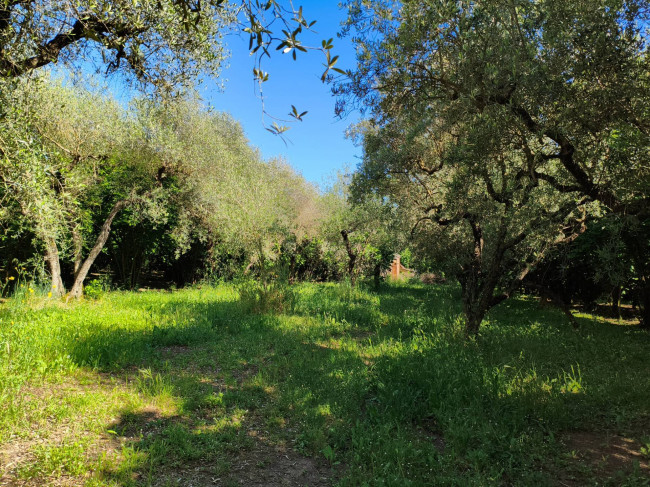 Agricultural Land for sale in Vignanello