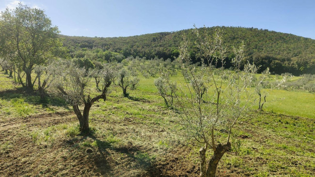 Homestead for sale in Guardea