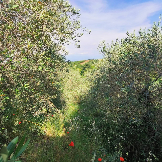 Single House for sale in Soriano nel Cimino