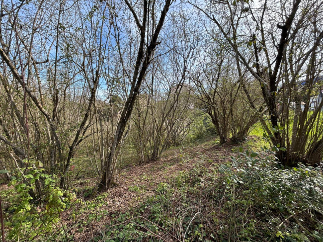Terreno Agricolo in vendita a Vasanello