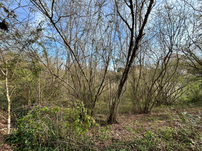 Terreno Agricolo in vendita a Vasanello
