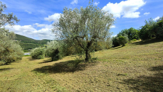 Terreno Agricolo in vendita a Amelia