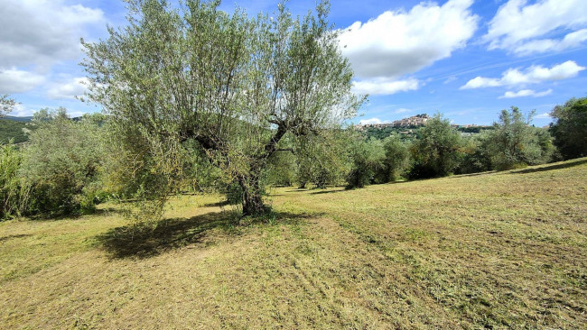 Terreno Agricolo in vendita a Amelia