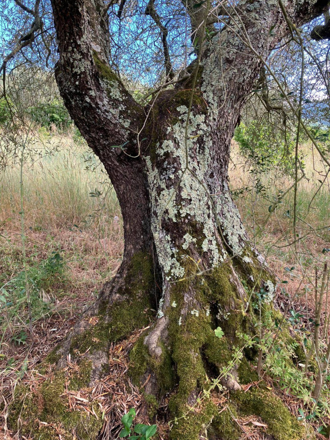 Terreno Agricolo in vendita a Soriano nel Cimino