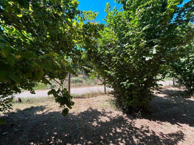 Terreno Agricolo in vendita a Vasanello
