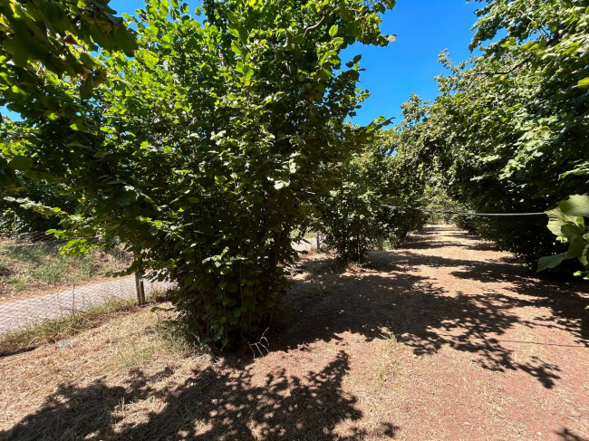 Terreno Agricolo in vendita a Vasanello